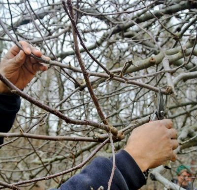 Comment faire pousser un jeune pommier à partir d'une branche : enracinement de la bouture dans l'eau et la terre