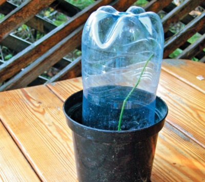 Comment faire pousser un jeune pommier à partir d'une branche : enracinement de la bouture dans l'eau et la terre