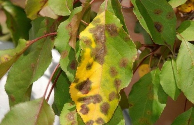 Oïdium sur les pommiers : comment combattre la maladie et comment traiter les arbres au jardin