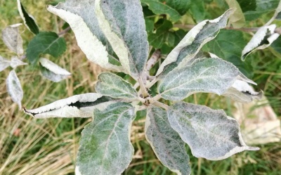 Oïdium sur les pommiers : comment combattre la maladie et comment traiter les arbres au jardin