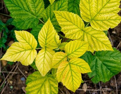 Chlorose chez les plantes : causes, symptômes et traitement efficace