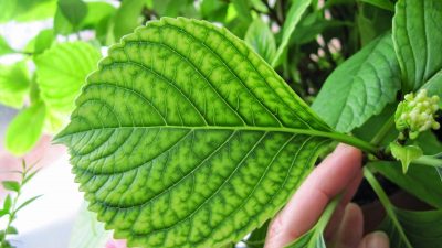 Chlorose chez les plantes : causes, symptômes et traitement efficace