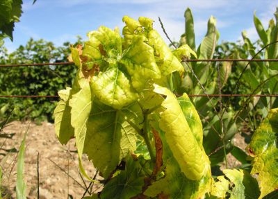 Chlorose chez les plantes : causes, symptômes et traitement efficace