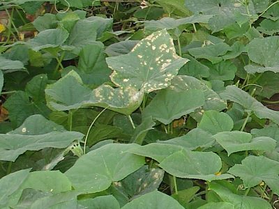 Chlorose chez les plantes : causes, symptômes et traitement efficace