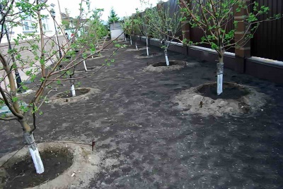 Rouille sur les feuilles de pommier : comment combattre les taches de rouille et comment traiter l’arbre