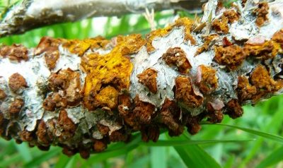 Rouille sur les feuilles de pommier : comment combattre les taches de rouille et comment traiter l’arbre