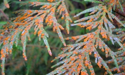 Rouille sur les feuilles de pommier : comment combattre les taches de rouille et comment traiter l’arbre