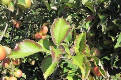 Que faire si les feuilles d'un pommier s'enroulent : comment soigner les arbres pour les guérir
