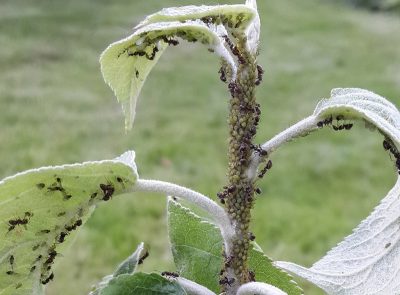Que faire si les feuilles d'un pommier s'enroulent : comment soigner les arbres pour les guérir