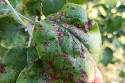 Que faire si les feuilles d'un pommier s'enroulent : comment soigner les arbres pour les guérir