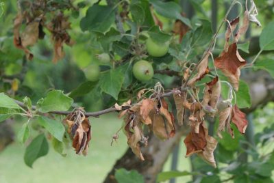 Que faire si les feuilles d'un pommier s'enroulent : comment soigner les arbres pour les guérir