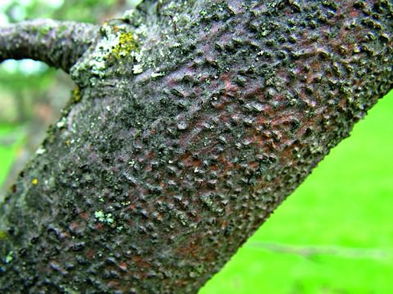 Traitement de la cytosporose des pommiers et autres arbres fruitiers