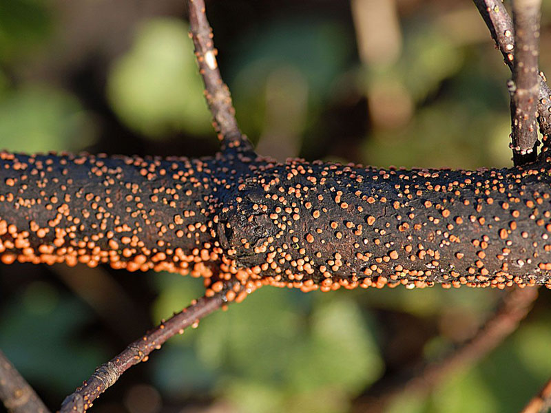 Traitement de la cytosporose des pommiers et autres arbres fruitiers