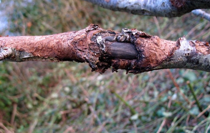 Traitement de la cytosporose des pommiers et autres arbres fruitiers