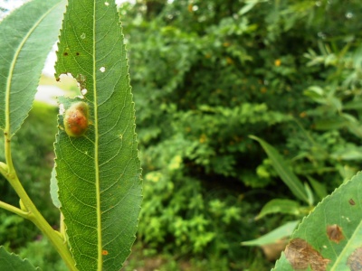 Traitement de la cytosporose des pommiers et autres arbres fruitiers