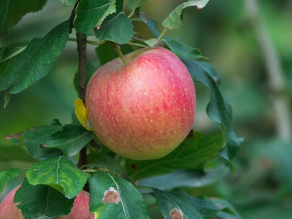 Utees Tree Description of the Utes apple tree variety: photos of apples, important ...