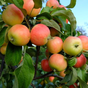 Pommier Vostochnoe (Tubinskoe) : caractéristiques de la variété et entretien