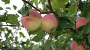 Pommier Stark : caractéristiques de la variété et entretien