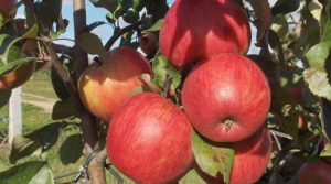 Pommier Pervenets Rtishcheva : caractéristiques de la variété et entretien