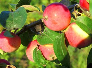 Pommier Mana : caractéristiques de la variété et entretien