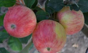 Pommier Stark Early : caractéristiques et entretien