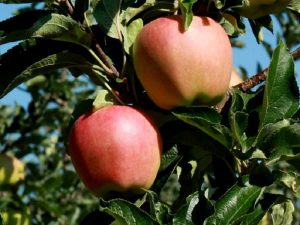 Pommier Rhevena : caractéristiques de la variété et entretien