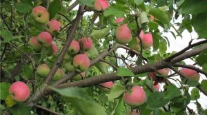 Pommiers Utes : caractéristiques de la variété et entretien