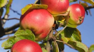 Pommier Marina : caractéristiques de la variété et entretien