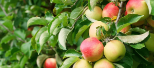 Pommier Prima : caractéristiques de la variété et entretien