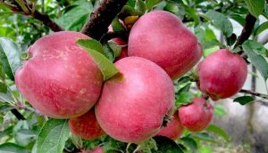 Pommier Zhelannoye : caractéristiques de la variété et entretien