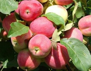 Pommier Smuglyanochka : caractéristiques de la variété et entretien