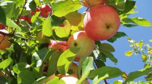 Pommier Primorskoye : caractéristiques de la variété et entretien