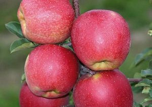 Pommier Darena : caractéristiques de la variété et entretien