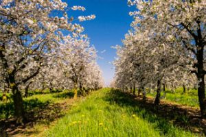 Pommier Druzhba Narodov : caractéristiques de la variété et entretien
