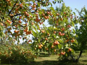 Pommier Mana : caractéristiques de la variété et entretien