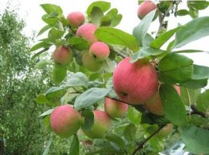 Pommier Stark Early : caractéristiques et entretien