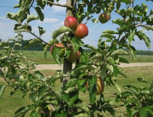 Pommiers Utes : caractéristiques de la variété et entretien