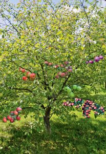 Pommier Marina : caractéristiques de la variété et entretien