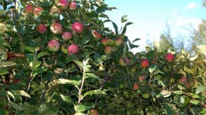 Pommier Zaryanka : caractéristiques de la variété et entretien