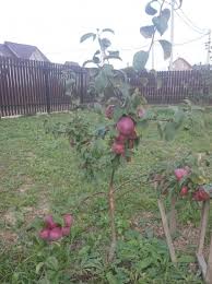 Pommier Zhelannoye : caractéristiques de la variété et entretien