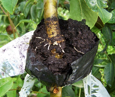 Multiplication des pommiers par marcottage aérien : enracinement d’une branche sur un arbre