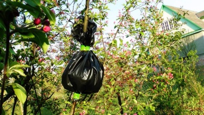 Multiplication des pommiers par marcottage aérien : enracinement d’une branche sur un arbre