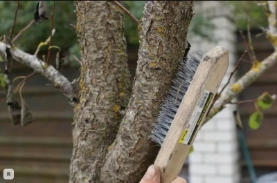 Lichen sur un pommier : comment se débarrasser de ces excroissances nuisibles ?