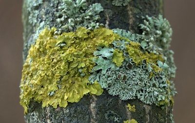 Lichen sur un pommier : comment se débarrasser de ces excroissances nuisibles ?