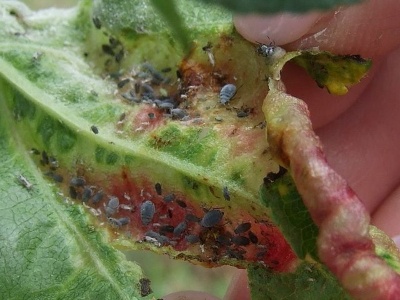 Feuilles de pommier rougissantes : causes et maladies + recommandations de traitement