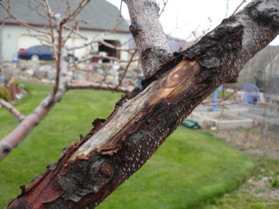 Brûlures sur un pommier : comment soigner l’arbre et favoriser sa guérison