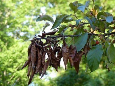 Brûlures sur un pommier : comment soigner l’arbre et favoriser sa guérison