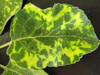 Feuilles de pommier pâles et claires : quelles en sont les causes et que faire ?