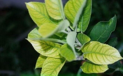 Feuilles de pommier pâles et claires : quelles en sont les causes et que faire ?