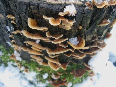 Que faire contre les champignons sur un pommier : comment combattre le parasite et comment traiter l’arbre ?